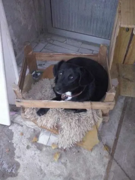 Cachorro ra a não identificada idade 2 a 6 meses nome Princesa