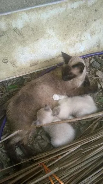 Gato ra a mestiço idade Abaixo de 2 meses nome sem nome