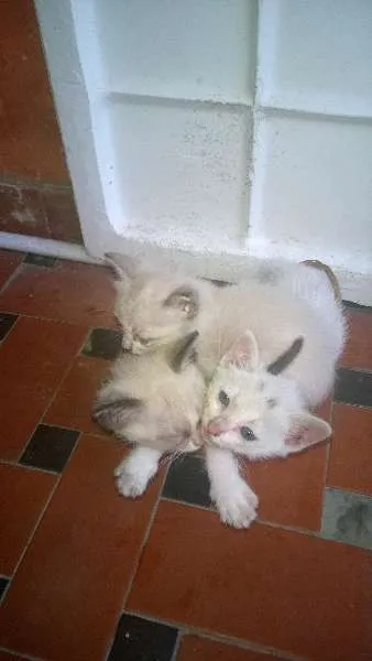 Gato ra a mestiço idade Abaixo de 2 meses nome sem nome