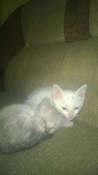 Gato ra a mestiço idade Abaixo de 2 meses nome sem nome