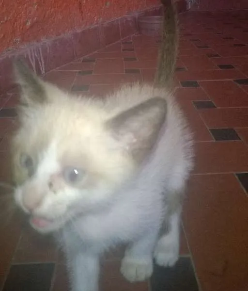 Gato ra a mestiço idade Abaixo de 2 meses nome sem nome