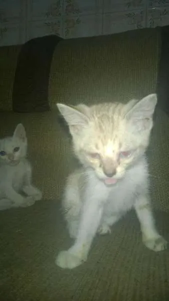 Gato ra a mestiço idade Abaixo de 2 meses nome sem nome