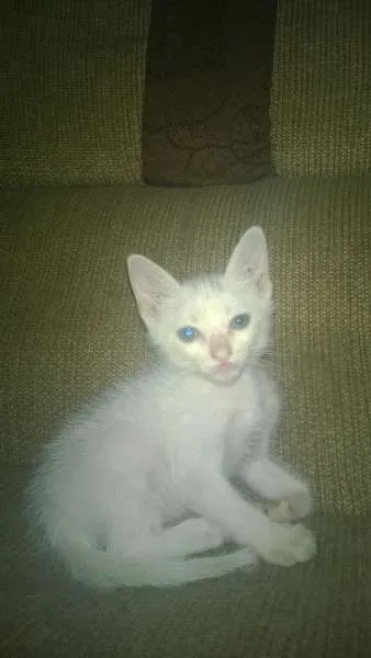 Gato ra a mestiço idade Abaixo de 2 meses nome sem nome