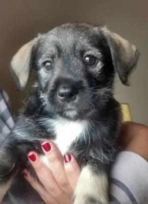 Cachorro raça SRD idade 2 a 6 meses nome Tony