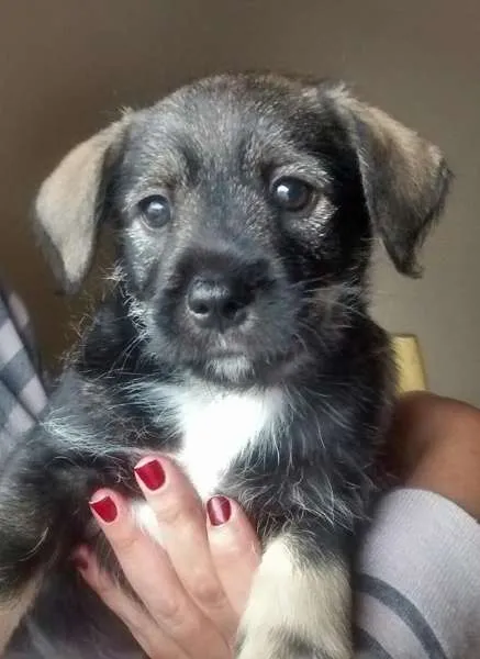 Cachorro ra a SRD idade 2 a 6 meses nome Tony