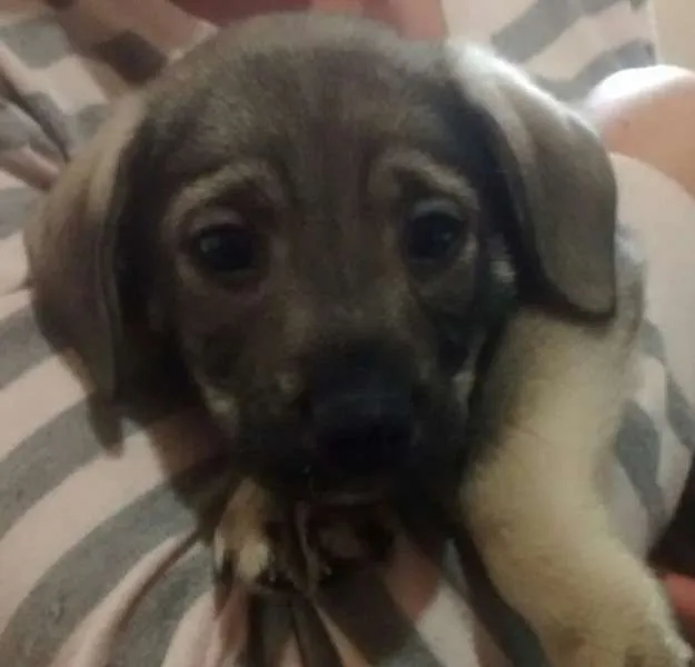 Cachorro ra a SRD idade 2 a 6 meses nome Davi