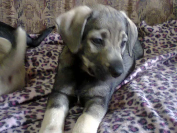 Cachorro ra a SRD idade 2 a 6 meses nome Davi