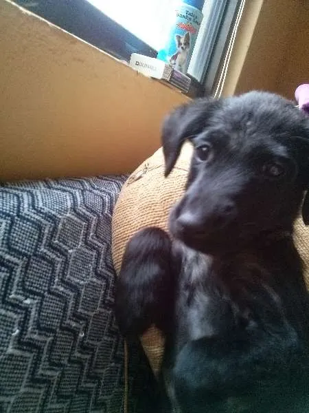 Cachorro ra a vira-lata idade  nome Nina