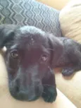 Nina