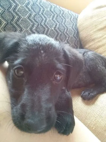Cachorro ra a vira-lata idade  nome Nina