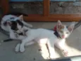 Elvis, Madonna, Agu