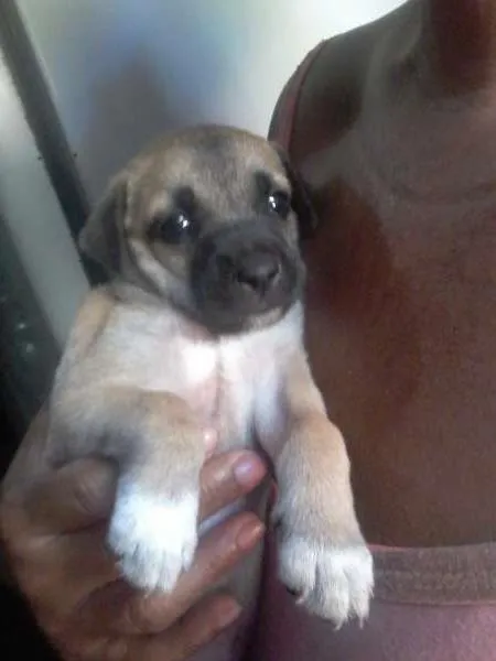 Cachorro ra a Não definida idade 2 a 6 meses nome Ainda sem nome