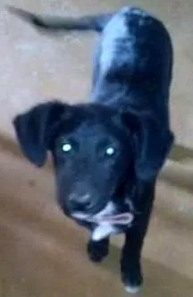 Cachorro ra a não identificada idade 2 a 6 meses nome Princesa