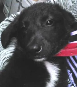 Cachorro raça não identificada idade 2 a 6 meses nome Princesa