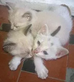 Gato ra a mestiço idade Abaixo de 2 meses nome sem nome