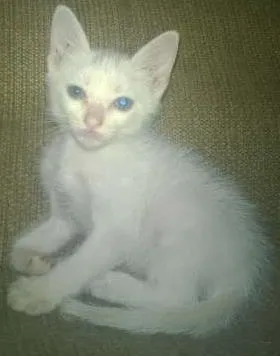 Gato ra a mestiço idade Abaixo de 2 meses nome sem nome