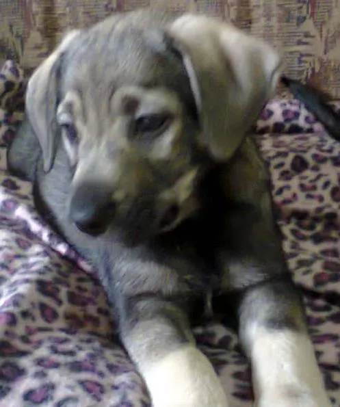 Cachorro ra a SRD idade 2 a 6 meses nome Davi