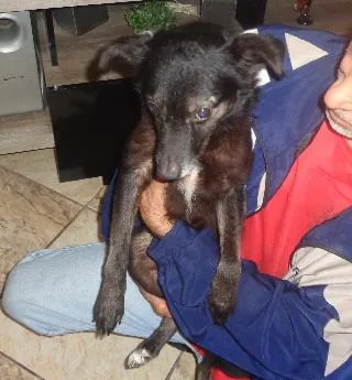 Cachorro ra a srd idade  nome Pelezinho