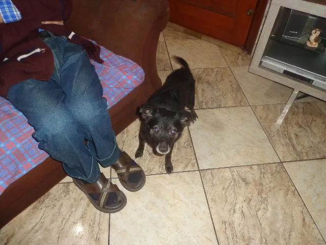 Cachorro ra a srd idade  nome Pelezinho