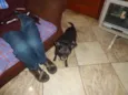 Pelezinho