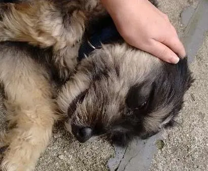 Cachorro ra a mestiço de poodle idade 1 ano nome Ted