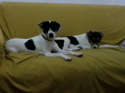 Cachorro ra a Border Collie misturado com SRD idade 2 a 6 meses nome Barao e Kitana