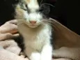 Pipoca