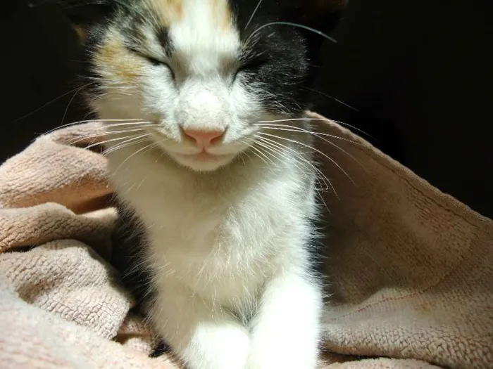Gato ra a SRD idade Abaixo de 2 meses nome Pipoca
