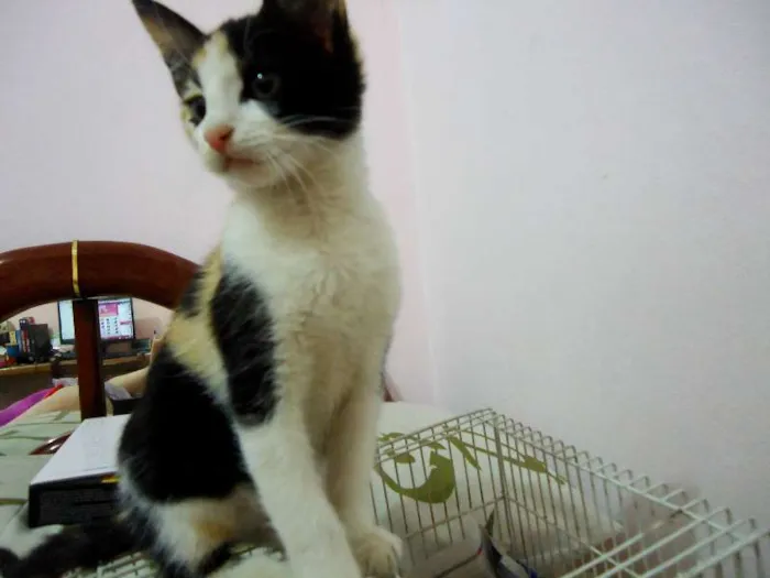 Gato ra a SRD idade Abaixo de 2 meses nome Pipoca