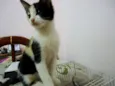Pipoca