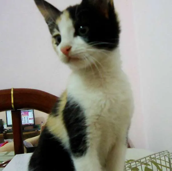 Gato ra a SRD idade Abaixo de 2 meses nome Pipoca
