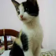 Pipoca