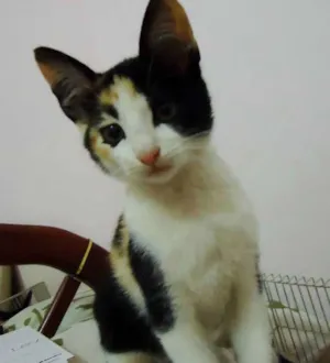 Gato raça SRD idade Abaixo de 2 meses nome Pipoca