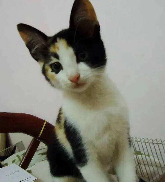 Gato ra a SRD idade Abaixo de 2 meses nome Pipoca