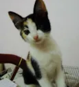 Pipoca