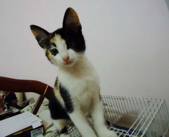Gato ra a SRD idade Abaixo de 2 meses nome Pipoca