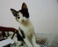 Pipoca