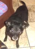 Pelezinho