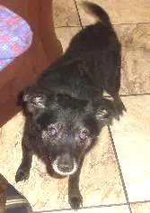 Cachorro raça srd idade  nome Pelezinho