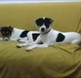 Barao e Kitana