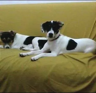 Cachorro ra a Border Collie misturado com SRD idade 2 a 6 meses nome Barao e Kitana