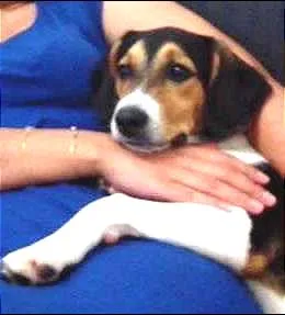 Cachorro ra a Border Collie misturado com SRD idade 2 a 6 meses nome Barao e Kitana