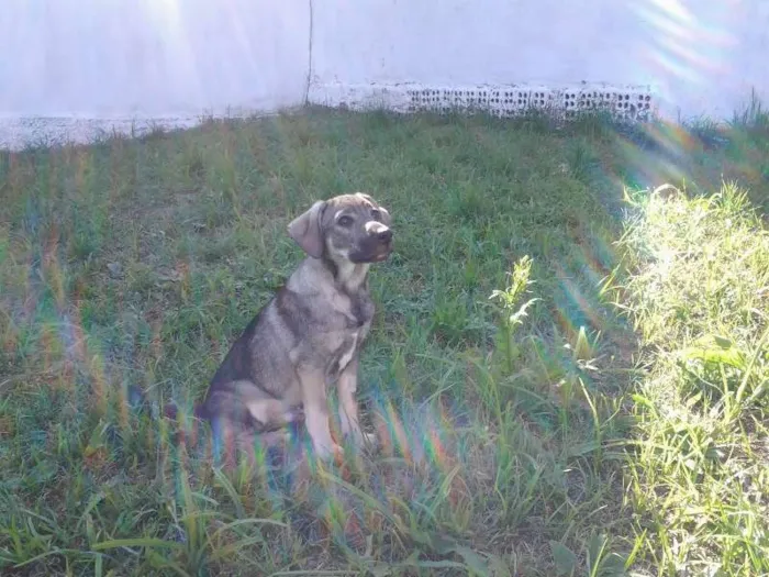 Cachorro ra a SRD idade 2 a 6 meses nome Davi
