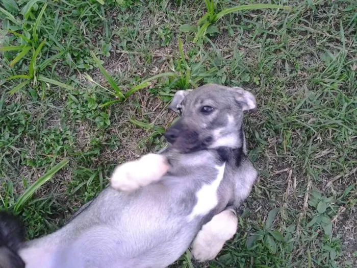 Cachorro ra a SRD idade 2 a 6 meses nome Davi