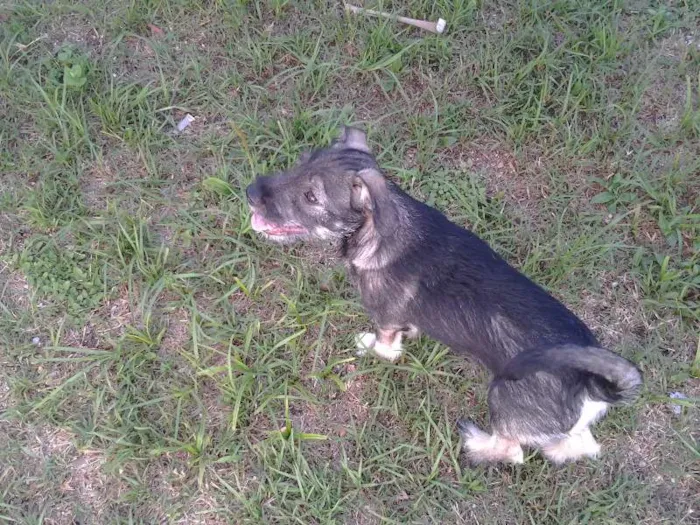 Cachorro ra a SRD idade 2 a 6 meses nome Tony