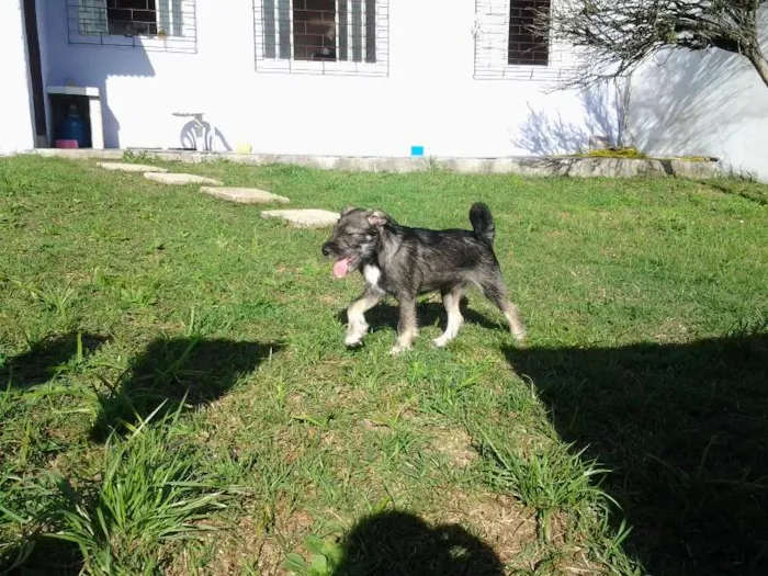 Cachorro ra a SRD idade 2 a 6 meses nome Tony