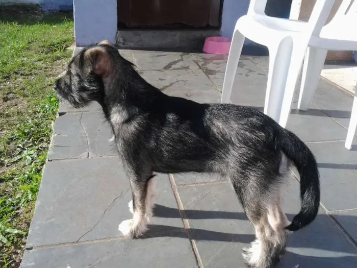 Cachorro ra a SRD idade 2 a 6 meses nome Tony