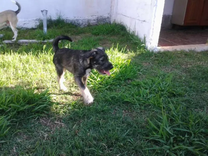 Cachorro ra a SRD idade 2 a 6 meses nome Tony