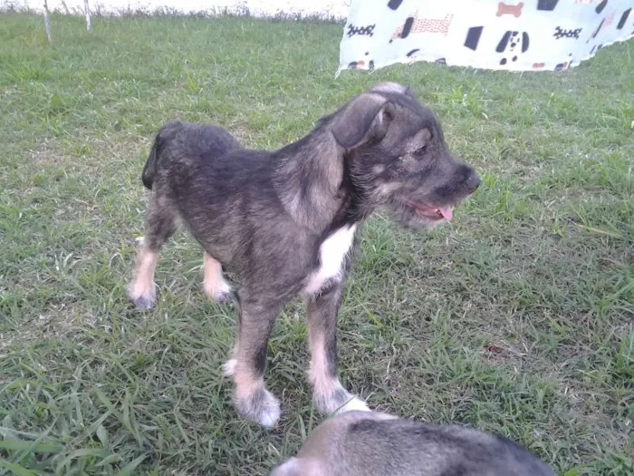 Cachorro ra a SRD idade 2 a 6 meses nome Tony