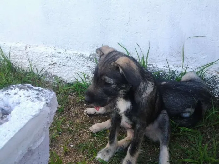 Cachorro ra a SRD idade 2 a 6 meses nome Tony
